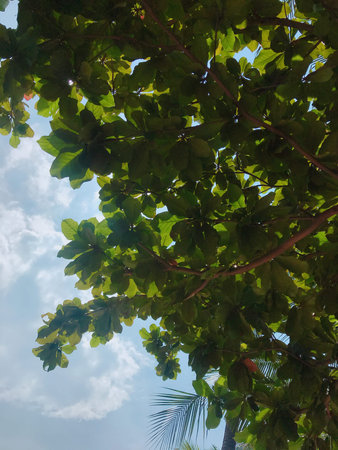 Green leaves of a tree on a blue sky background with sun rays