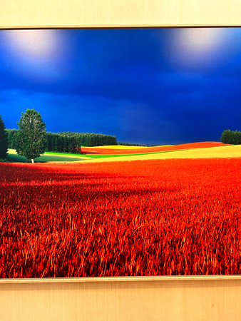 Landscape with tulip field and blue sky. Collage.