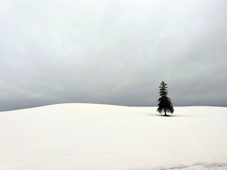 Winter landscape with lonely pine tree in snowy field, cloudy sky backgroundの写真素材