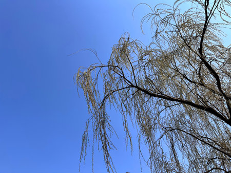 Willow branches against the blue sky, close-up of photoの写真素材