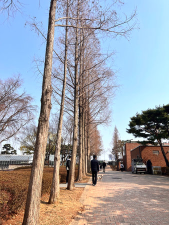Trees in a park in Seoul, South Korea in a sunny dayの写真素材
