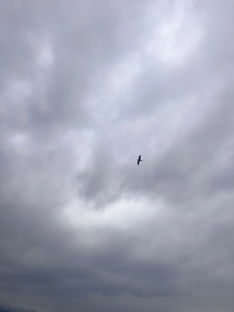 Cloudscape, single bird flying in the sky, overcast weather