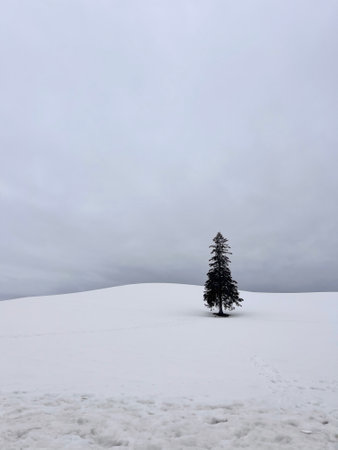 Lonely fir tree on a snowy hill in the mountains.の写真素材