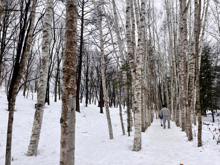 Birch forest in winter. Russia, Krasnodar Kraiの写真素材