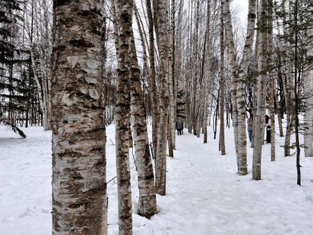 birch forest in winter, birch trees in the snowの写真素材