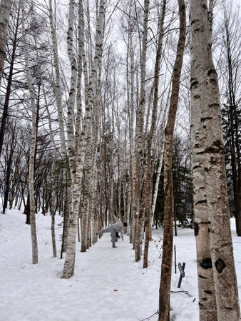 Birch forest in winter. The trees are covered with snow.の写真素材