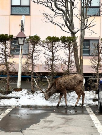 deer in the city of Tokyo in Japan in South East Asiaの写真素材