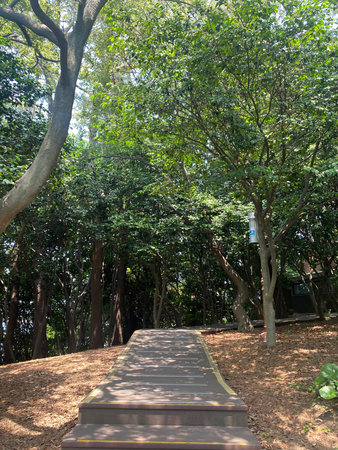 Walkway in the park with tree and green leaf background, Thailand.