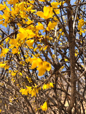 Forsythia blooming in the spring. Yellow flowers.の写真素材