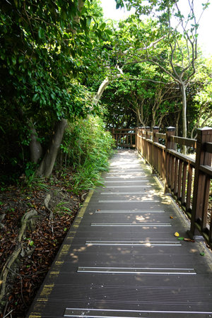 Walkway in the mangrove forest at Krabi, Thailand