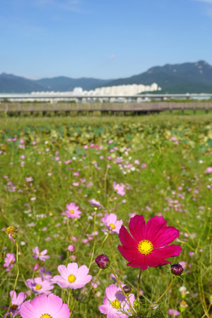 Cosmos flowers in the field with mountain and blue sky background.の写真素材