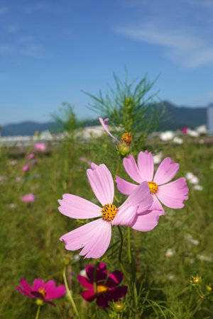 Cosmos flowers in the garden with blue sky and mountain background.の写真素材