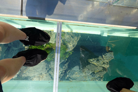 Woman's feet in black shoes on the glass terrace of the aquariumの写真素材