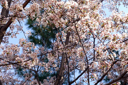 cherry blossom sakura in spring season, selective focus.の写真素材