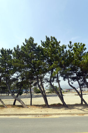 Pine trees along the road in the city. Nature background.の写真素材
