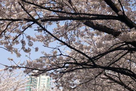 Cherry blossoms in full bloom in Tokyo, Japan in springの写真素材