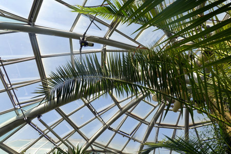 Tropical green palm tree in a greenhouse, closeup of photoの写真素材