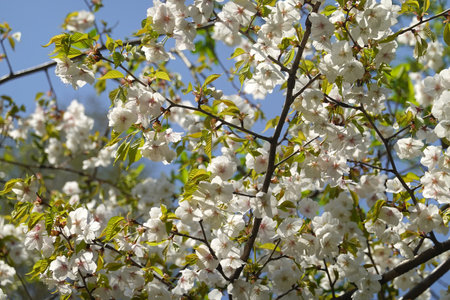 cherry blossom in spring time, closeup of white flowersの写真素材