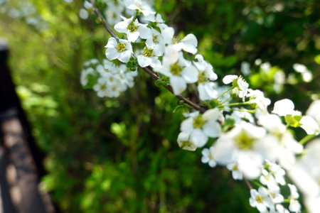 White flowers on a branch of a blossoming tree in spring.の写真素材