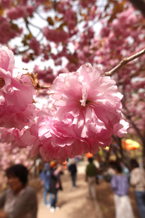 Cherry blossoms in full bloom in Chiang Mai, Thailandの写真素材