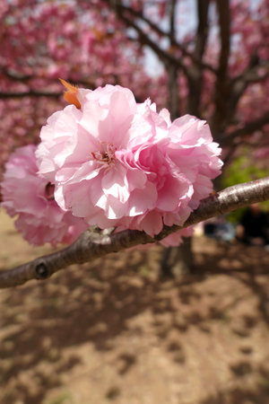 cherry blossom in springtime, closeup of pink flowersの写真素材