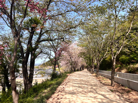 Cherry blossoms in full bloom along the promenade.の写真素材