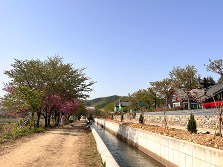 spring landscape in South Korea,Namsan\\"\"\""の写真素材