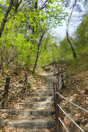 Stone stairs in the forest. Spring landscape. Mountain trail in the forest.