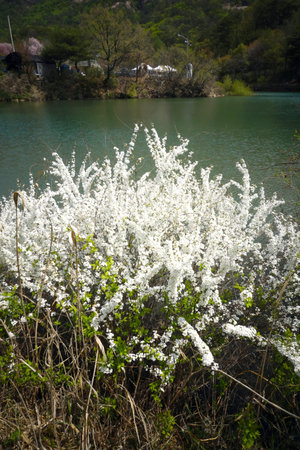 Flowering shrubs with white flowers on the shore of the lake