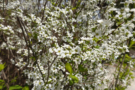 White flowers on the branches of a blossoming tree in spring.