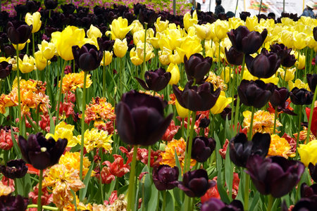 Colorful tulips in the Keukenhof park in Netherlandsの写真素材