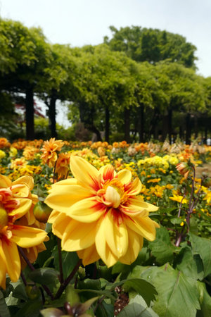 Yellow and orange dahlia flowers in a flowerbed in a parkの写真素材
