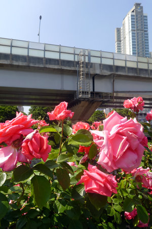 pink roses in front of the bridge in hongkongの写真素材