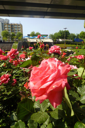Rose garden in the city of Chelyabinsk, Russia.の写真素材