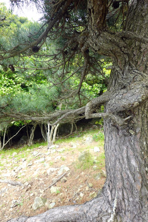 Old tree in the forest, close-up of a tree.