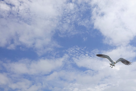 Seagull flying in the blue sky and white clouds background.