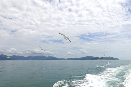 Seagulls flying on the blue sea and blue sky.の写真素材
