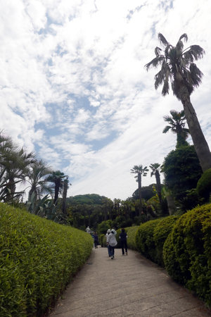 Gardens and gardens of the Royal Botanic Gardens of Monte Carlo, Monacoの写真素材