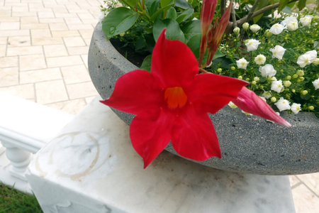 Red flower in a stone vase on the background of greeneryの写真素材