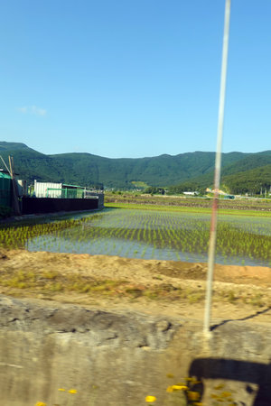 Rice field in south korea,Rice paddy.の写真素材