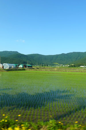 Rice field and blue sky in South Korea,Chonburiの写真素材