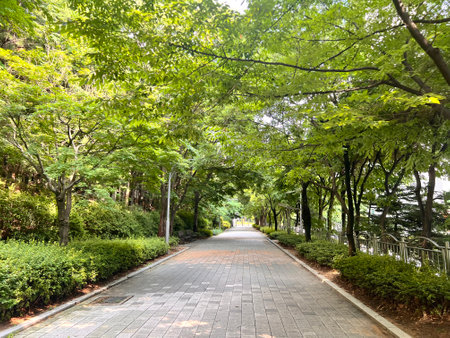 walkway in the park with green trees and shrubs in summerの写真素材