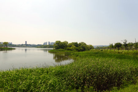 river scenery in a park, closeup of photo on a sunny dayの写真素材