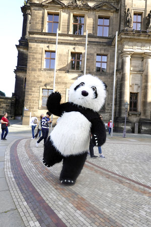 Giant panda in Dresdenの写真素材