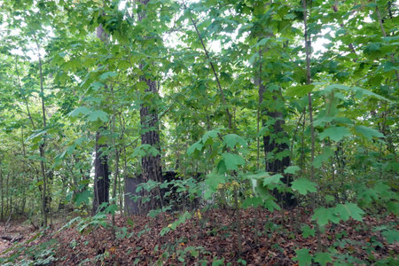 A view of a forest in autumn, with trees and leaves.の写真素材