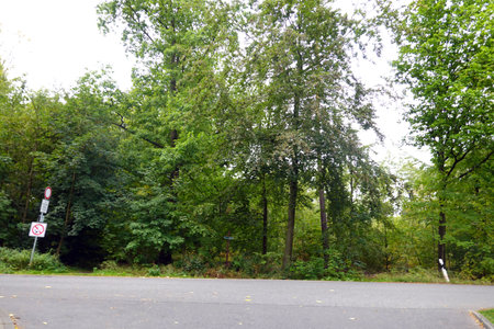 The road in the middle of the forest with green trees and traffic signsの写真素材