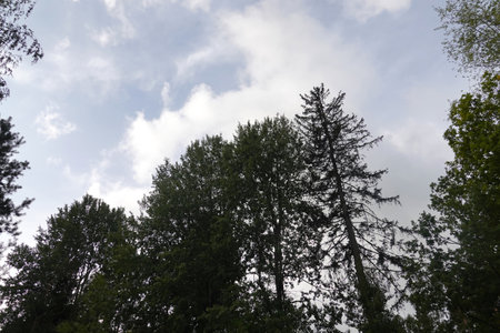 Tall pine trees in the forest against the blue sky with cloudsの写真素材
