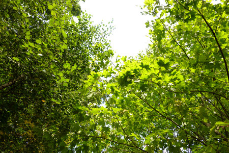 green leaves background in sunny day. nature green wood sunlight backgrounds.の写真素材