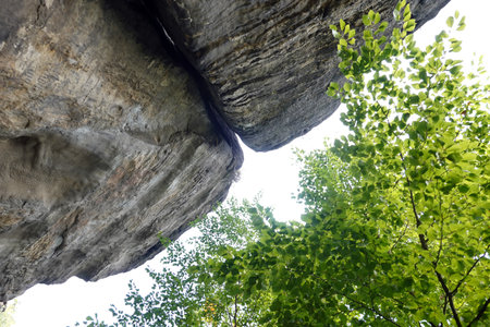 rocky cliff with green leaves in forest, closeup of photoの写真素材