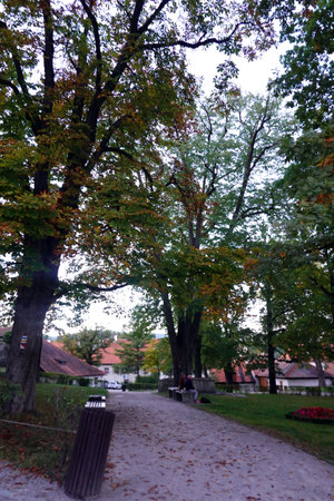 Autumn in the city park. The trees are covered with fallen leaves.の写真素材